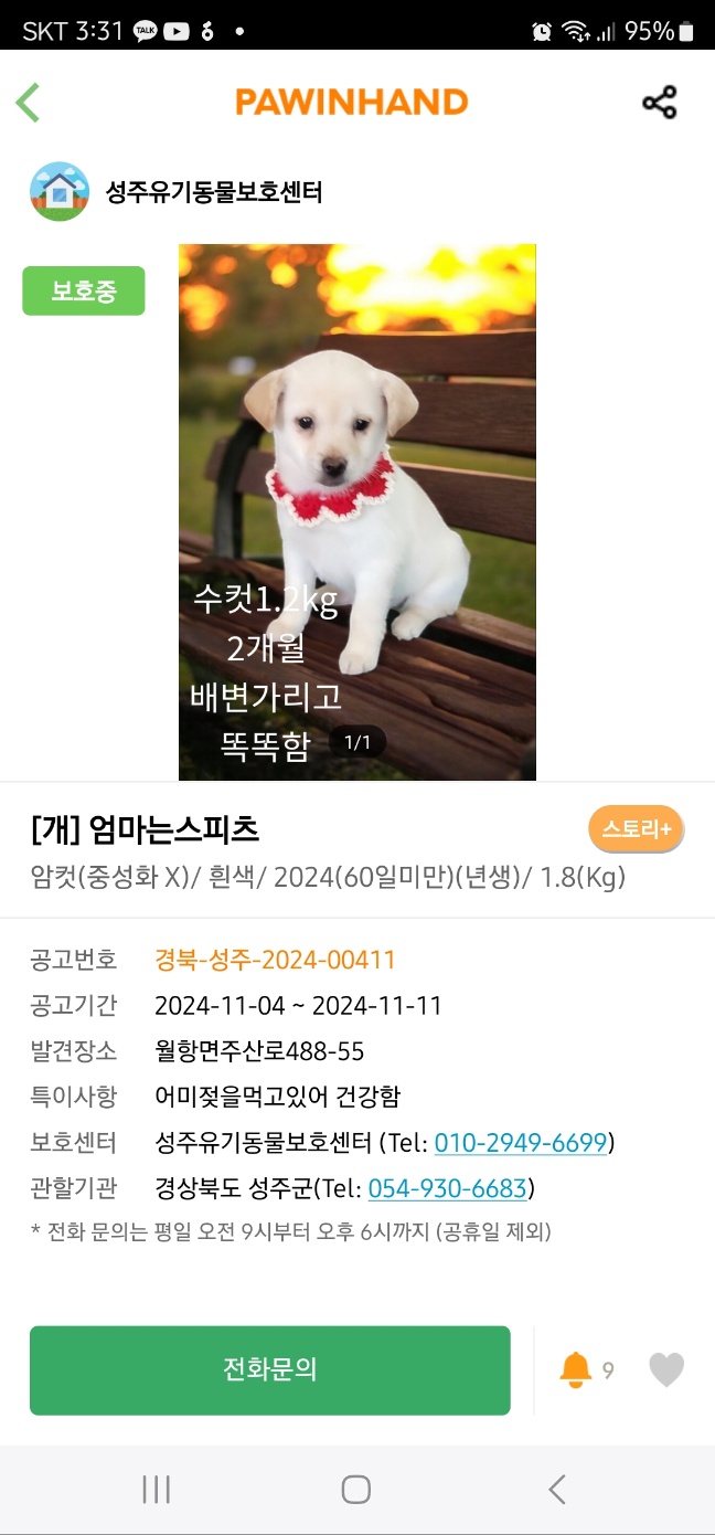 [개] 엄마는스피츠 경북-성주-2024-00411 유기동물 배경 이미지 입니다.